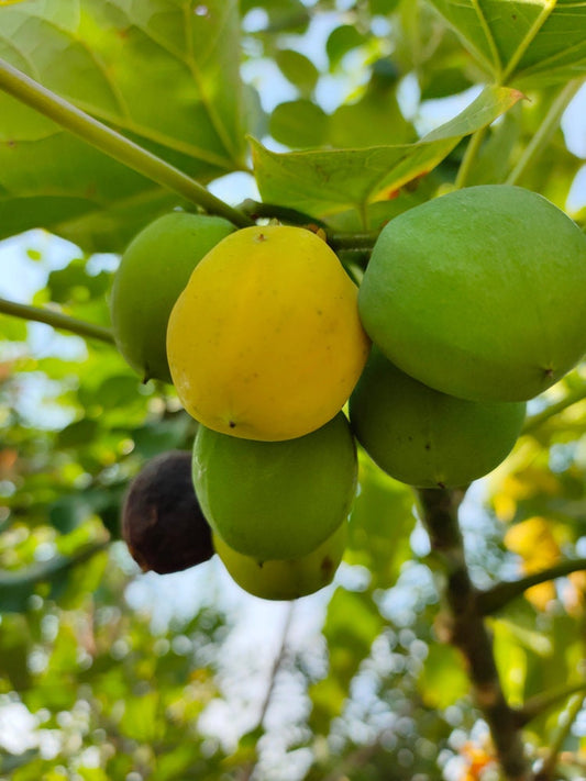 10 Barbados Nut Tree Seeds - Physic Nut - Jatropha curcas