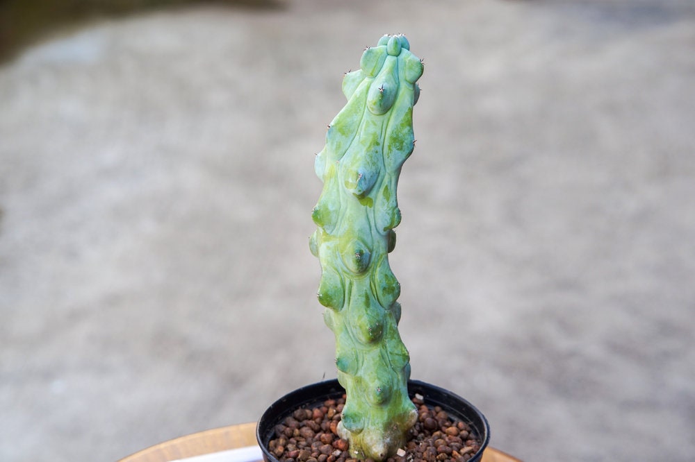 succulent breasts 30 Boob Cactus Seeds - Myrtillocactus geometrizans