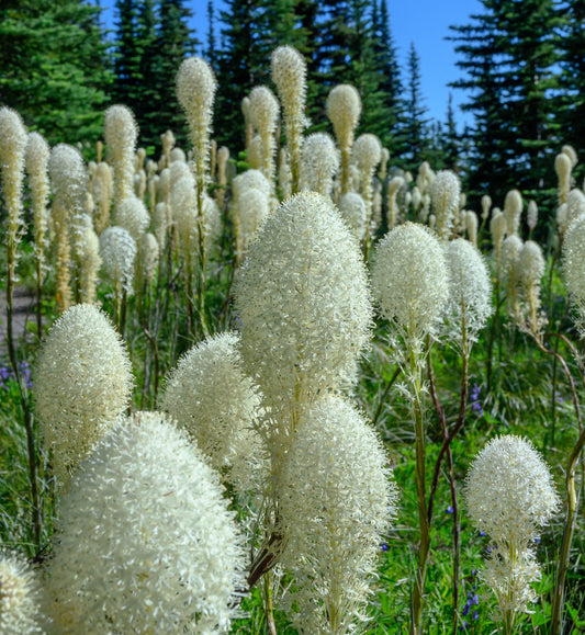 Bear Grass Seeds for Planting - 30 Seeds - Xerophyllum tenax - Exotic Flowering Grass Seeds