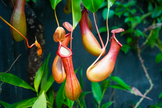 Lowland Nepenthes Seeds - 10 Seeds for Planting - Pitcher Plant