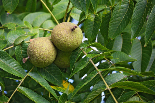 Black Walnut Tree Seeds for Planting - Juglans nigra