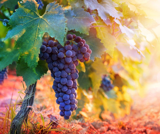 Grape Vine Seeds for Planting - Ships from Iowa, USA