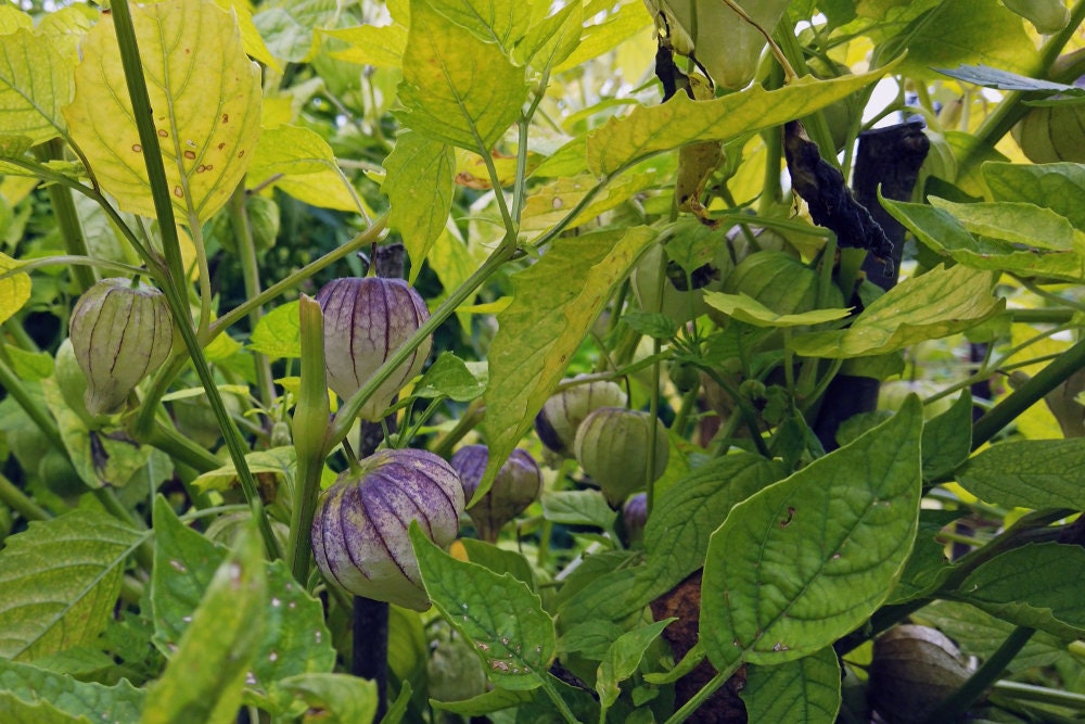 planting chinese lantern seeds Purple Chinese Lantern Seeds for Planting - 50 Seeds