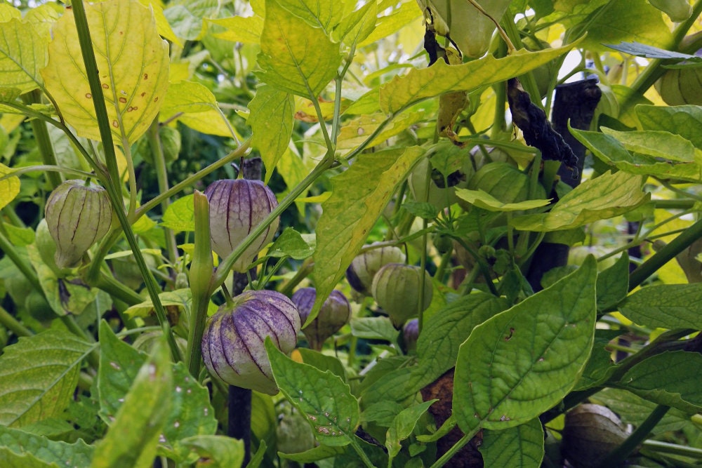 Purple Chinese Lantern Seeds for Planting - 50 Seeds - Exotic Garden Seeds - Ships from Iowa, USA