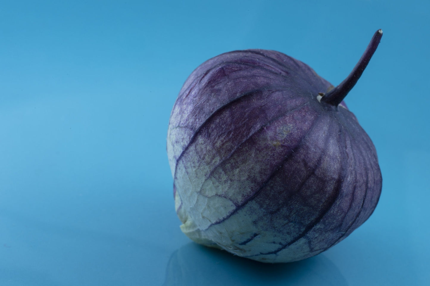 Purple Chinese Lantern Seeds for Planting - 50 Seeds - Exotic Garden Seeds - Ships from Iowa, USA