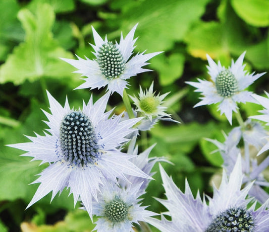 Alpine Sea Holly Seeds - 50 Pack - Exotic Garden Plant Seeds