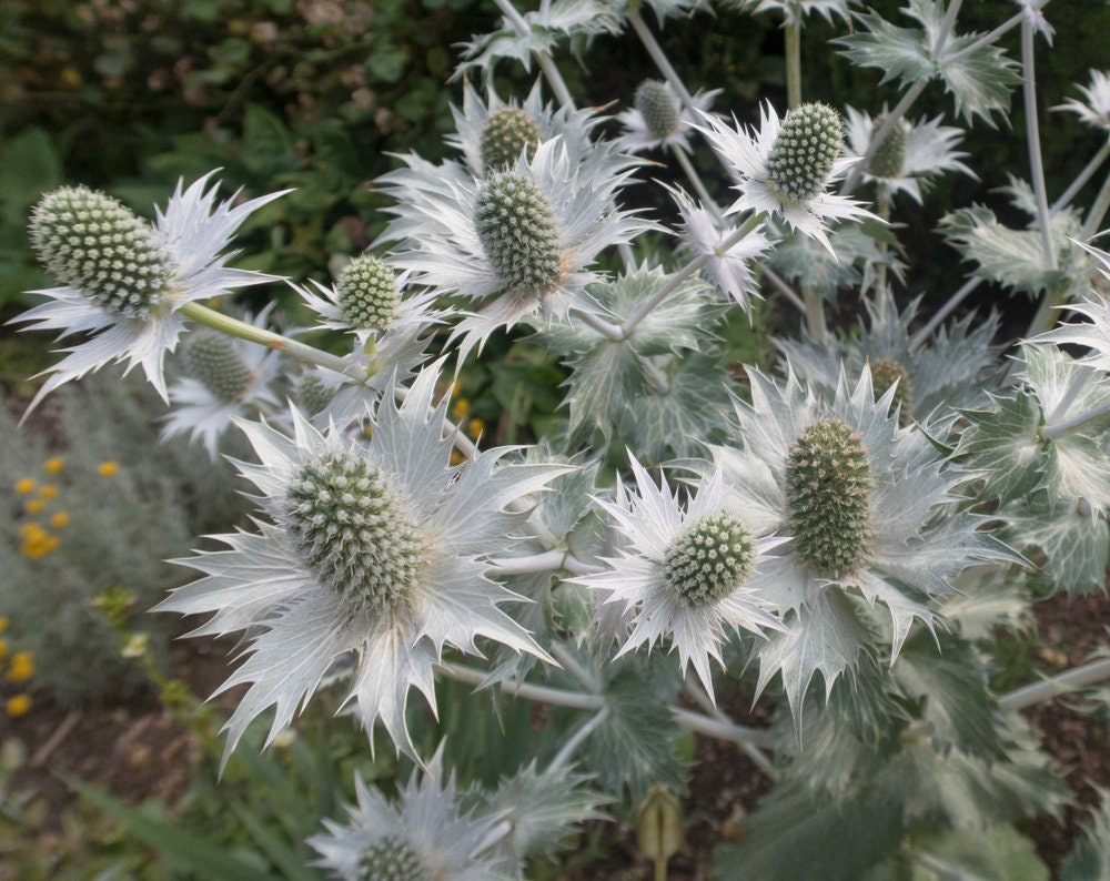 Alpine Sea Holly Seeds - 50 Pack - Exotic Garden Plant Seeds