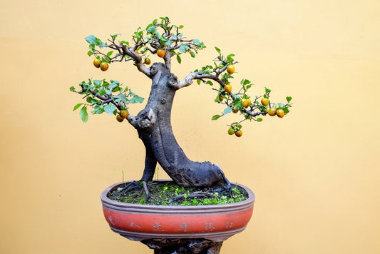 10 Persimmion  Bonsai Tree Seeds for Planting - Ships from Iowa.