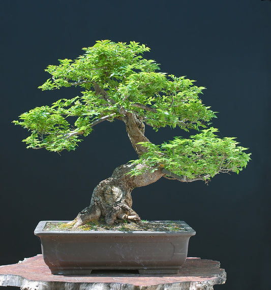 30 Chinese Elm Bonsai Tree Seeds - Ulmus parvifolia