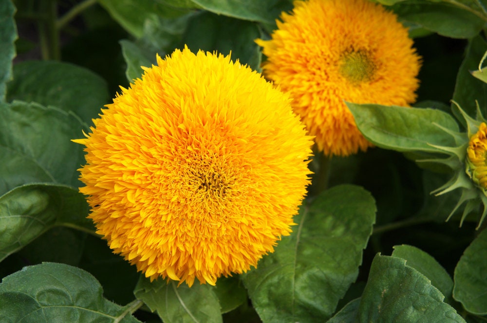 100 Teddy Bear Sunflower Seeds | Exotic Garden Flower | Sunflower Seeds for Planting | Great for Hummingbirds and Butterflies