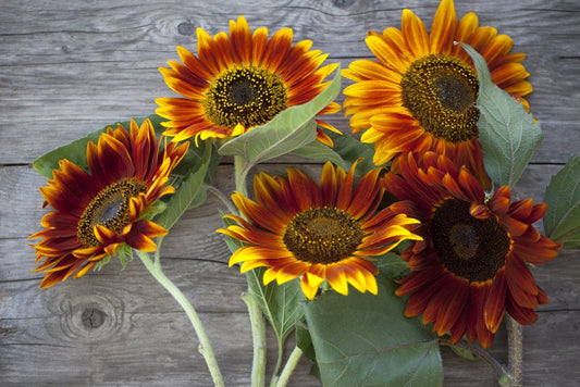 50 Autumn Beauty Sunflower Seeds