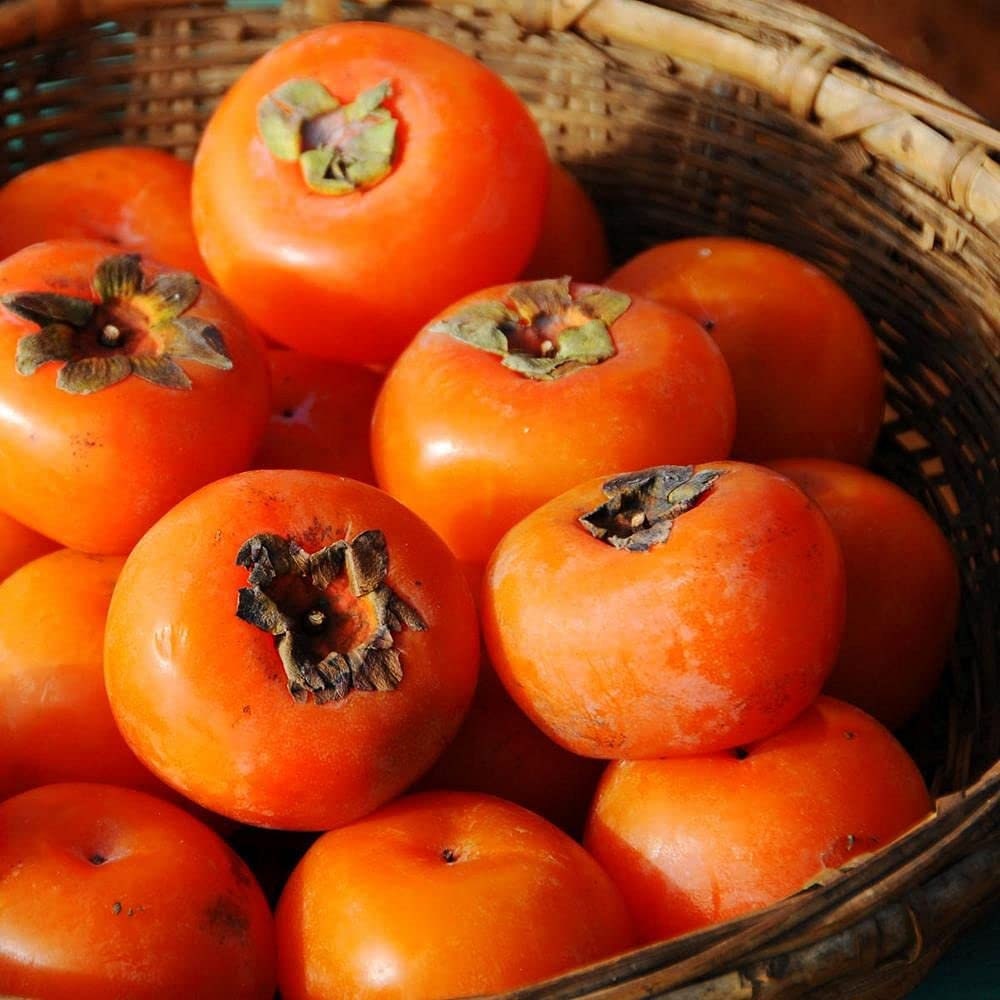 20 Persimmon Tree Seeds - Made in USA, Ships from Iowa - Popular Outdoor Tree or Bonsai