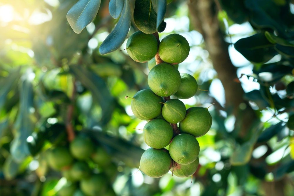 20 Macadamia Nut Tree Seeds - Macadamia integrifolia - Ships from Iowa, USA