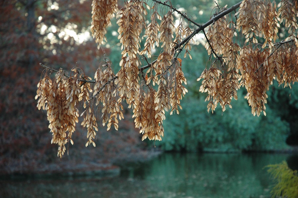 Boxelder Maple Tree Seeds for Planting - 30 Seeds -Acer negundo - Ships from Iowa, USA