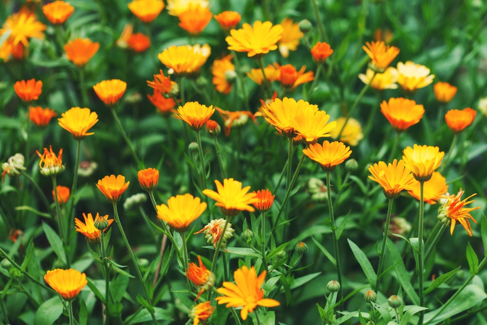 200+ Calendula Seeds for Planting - Pacific Beauty Mix - Made in USA