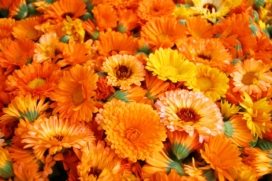 200+ Calendula Seeds for Planting - Pacific Beauty Mix - Made in USA