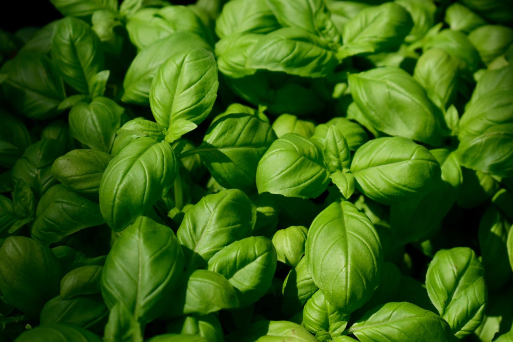 500+ Genovese Basil Seeds for Planting - Made in USA - Great for Making Pesto