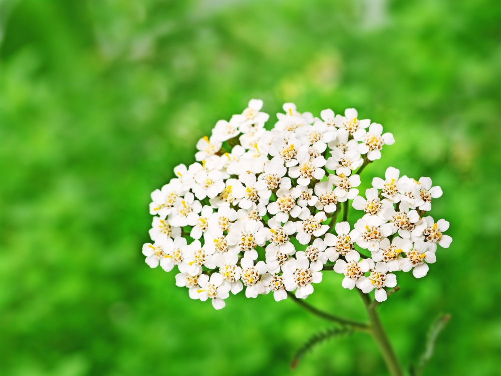 White Yarrow Western Flower Seeds, 1000 Seeds Per Packet, Botanical Name: Achillea millefolium