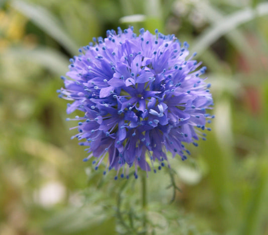 200+ Globe Gilia Wildflower Seeds - Stunning Annual  Wildflower - Easy to Grow