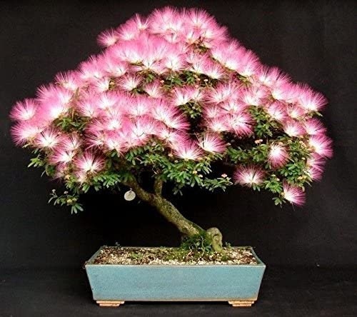 30 Persian Silk Tree Seeds - Summer Chocolate Mimosa Silk Tree Seed, Silk Tree Seeds for Planting- Ships from Iowa, USA