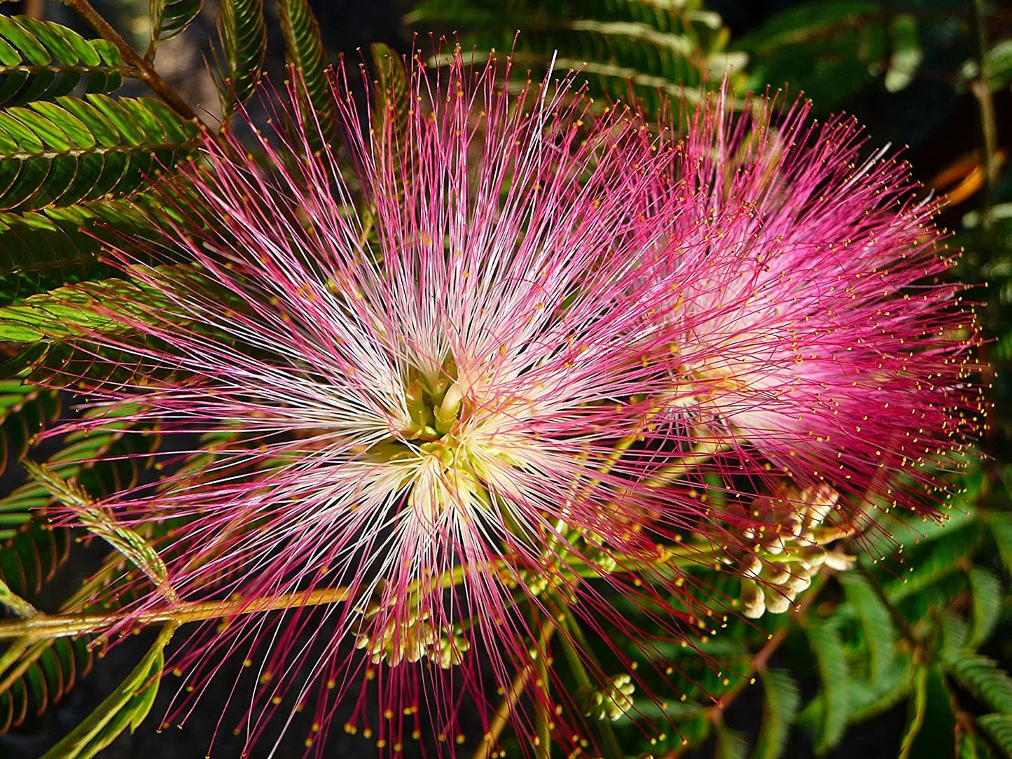 30 Persian Silk Tree Seeds - Summer Chocolate Mimosa Silk Tree Seed, Silk Tree Seeds for Planting- Ships from Iowa, USA