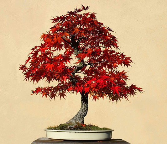 20 Red Maple Bonsai Seeds - Made in USA