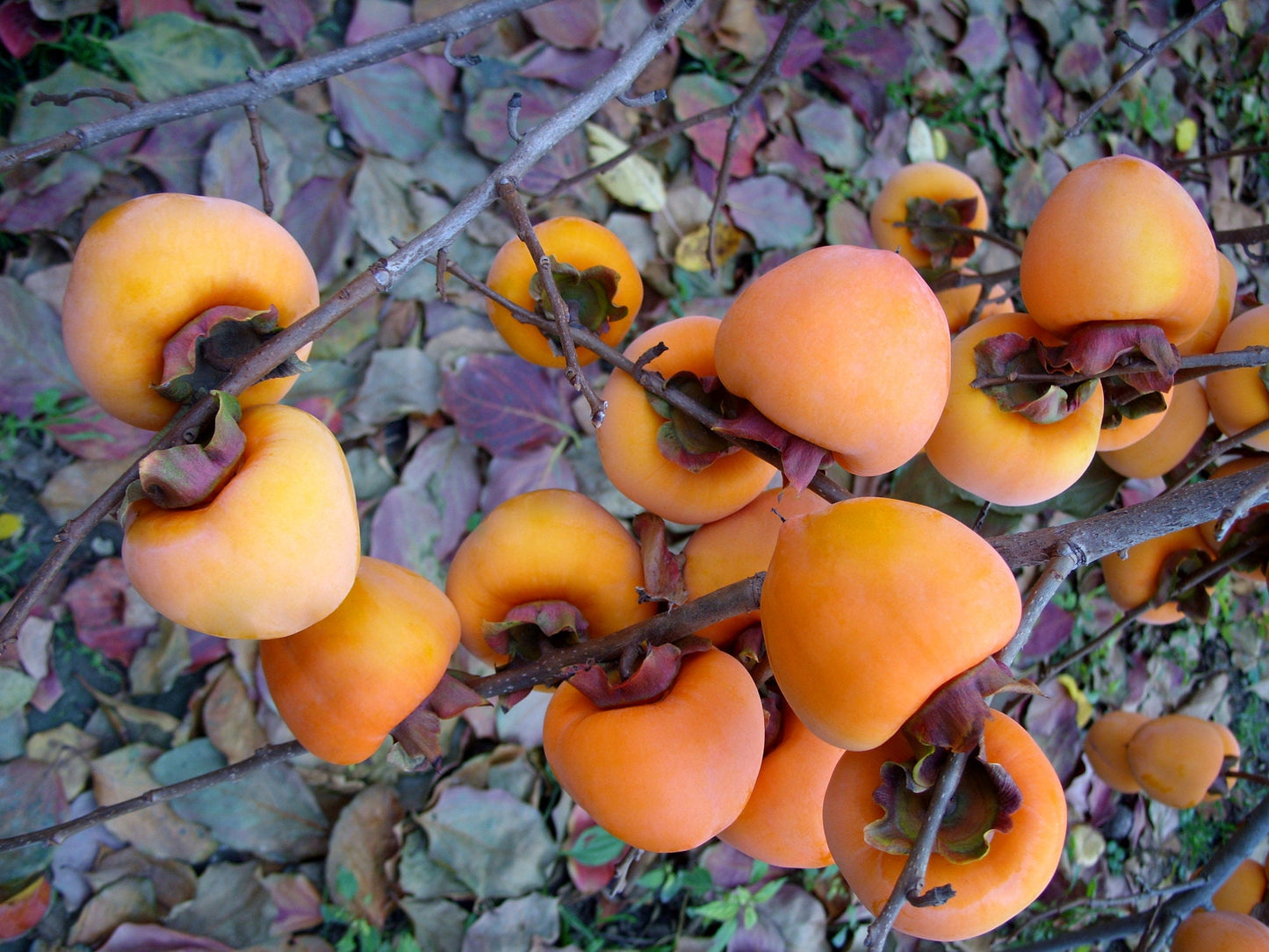 30 Persimmon Tree Seeds - Made in USA, Ships from Iowa - Popular Outdoor Tree or Bonsai