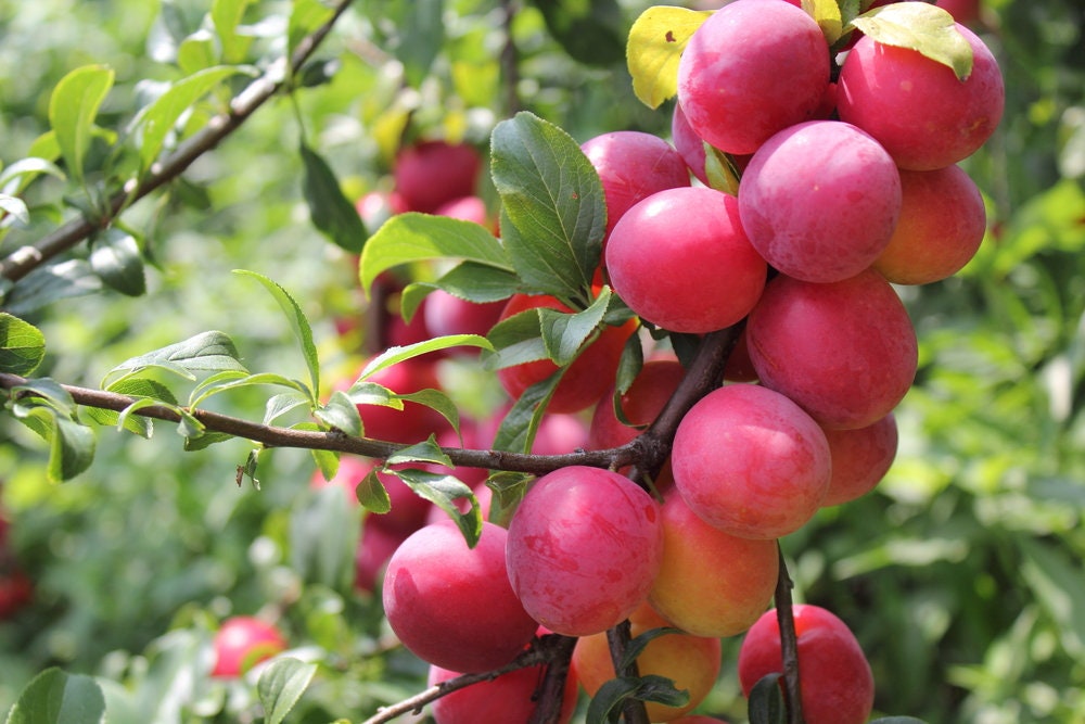 Plum Fruit Tree Seeds for Planting - 10 Seeds of Prunus americana - Made in USA, Ships from Iowa - Popular Outdoor Tree or Bonsai