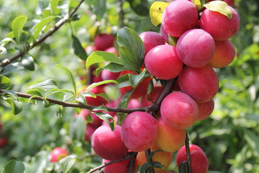 Plum Fruit Tree Seeds for Planting - 10 Seeds of Prunus americana - Made in USA, Ships from Iowa - Popular Outdoor Tree or Bonsai