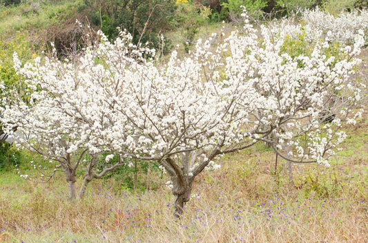 10 Wild Plum Tree Seeds - Prunus umbellata - Made in USA, Ships from Iowa - Popular Outdoor Tree or Bonsai