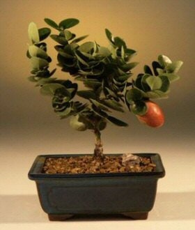 10 Plum Bonsai Tree Seeds - Prunus americana - Made in USA, Ships from Iowa - Popular Outdoor Tree or Bonsai