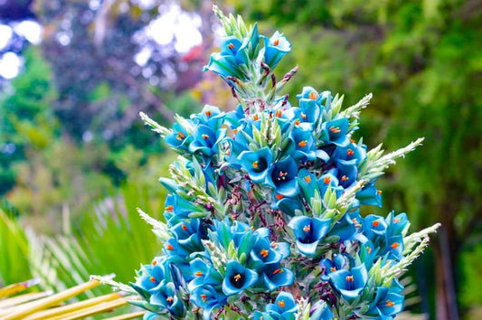 Sapphire Tower Seeds for Planting - 15 Seeds -  Puya alpestris, giant bromeliad, Rare Exotic Flower Seeds