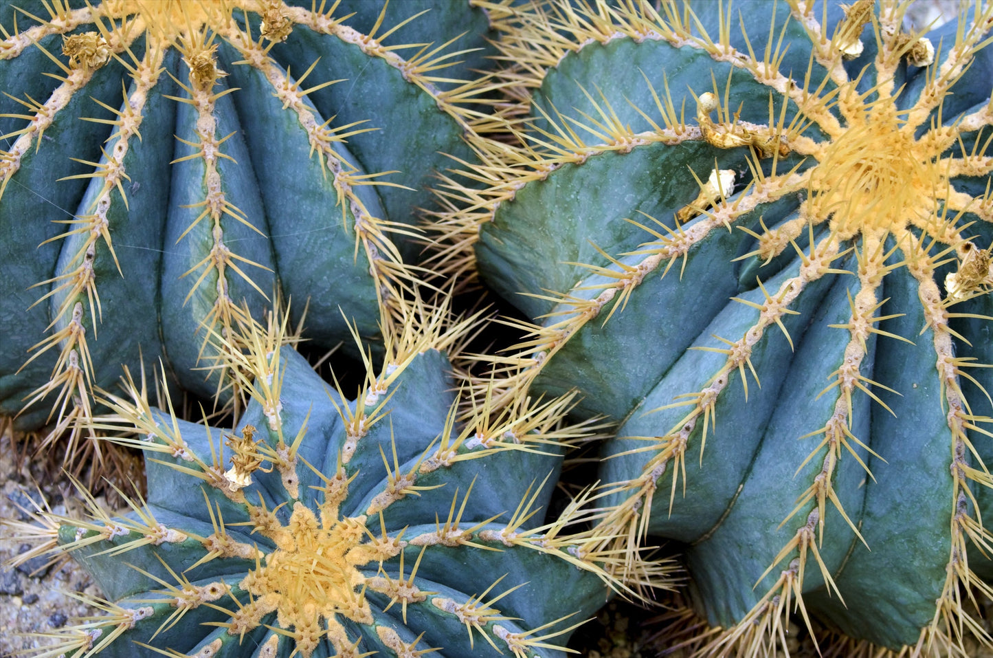 Golden Barrel Cactus Seeds - 30 Seeds -Echinocactus grusonii - Ships from Iowa, USA - Grow Exotic Succulent Cacti Bonsai