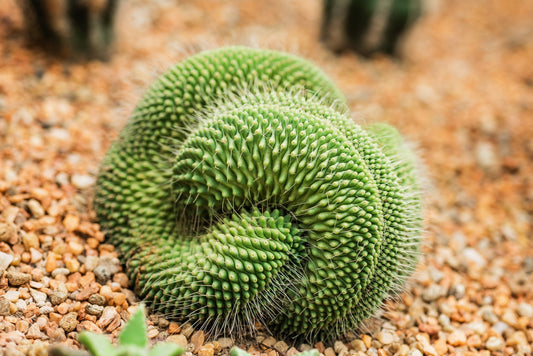 Green Poop Cacti Seeds - 30 Seeds - Mammillaria spinosissima - Ships from Iowa, USA - Grow Exotic Succulent Cacti