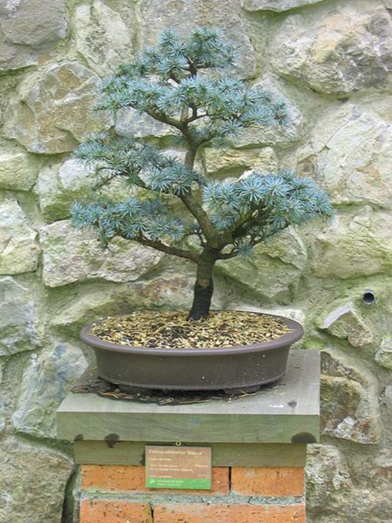 Atlas Cedar Bonsai Tree Seeds - 10 Seeds - Stunning Evergreen Bonsai Specimen - Cedrus atlantica