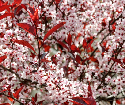 Western Sand Cherry Seeds - 6 Seeds - Very Rare - Great for Landscaping or Bonsai