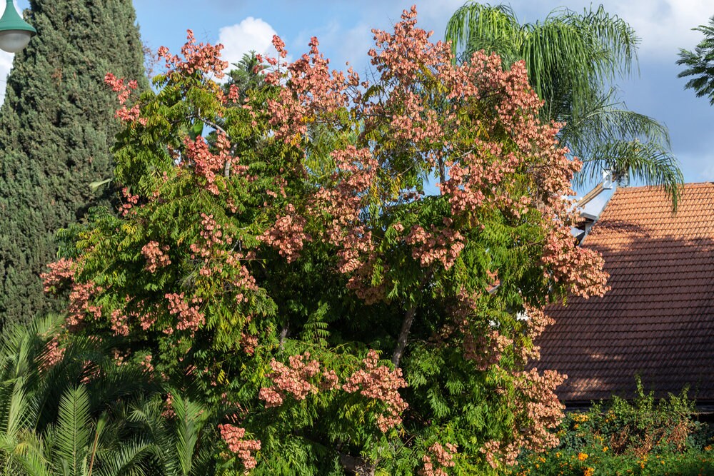 Chinese Golden Rain Tree Seeds for Planting - 6 Seeds - Koelreuteria bipinnata