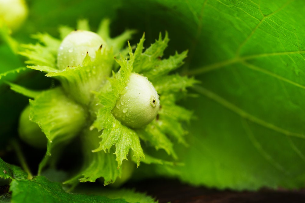 10 American Hazelnut Tree Seeds for Planting - Corylus americana