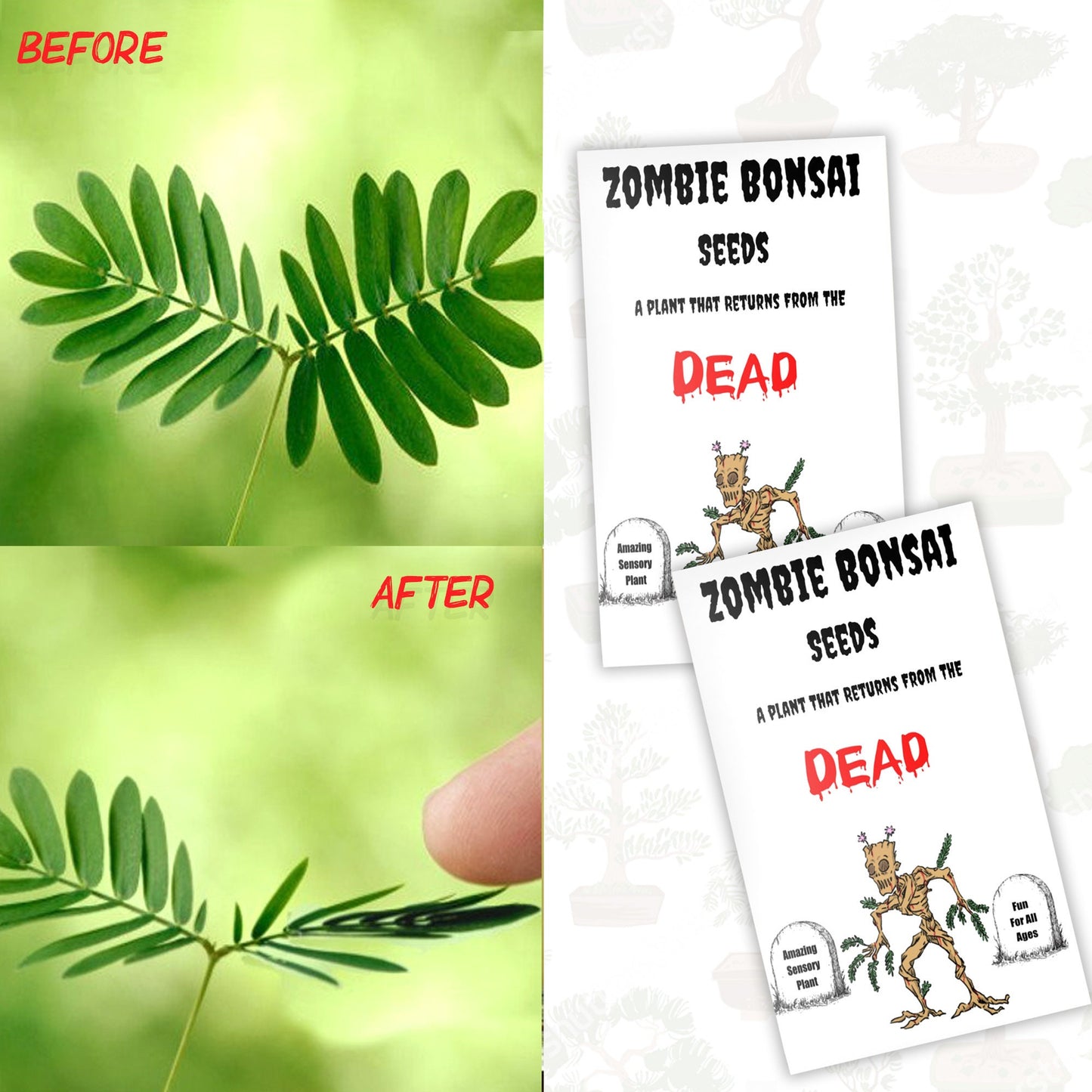 Zombie Bonsai Seeds Packets (2 Pack) - Amazing Sensory Plant, Reacts to Touch, Plays Dead and Comes Back to Life - Great Stocking Stuffer