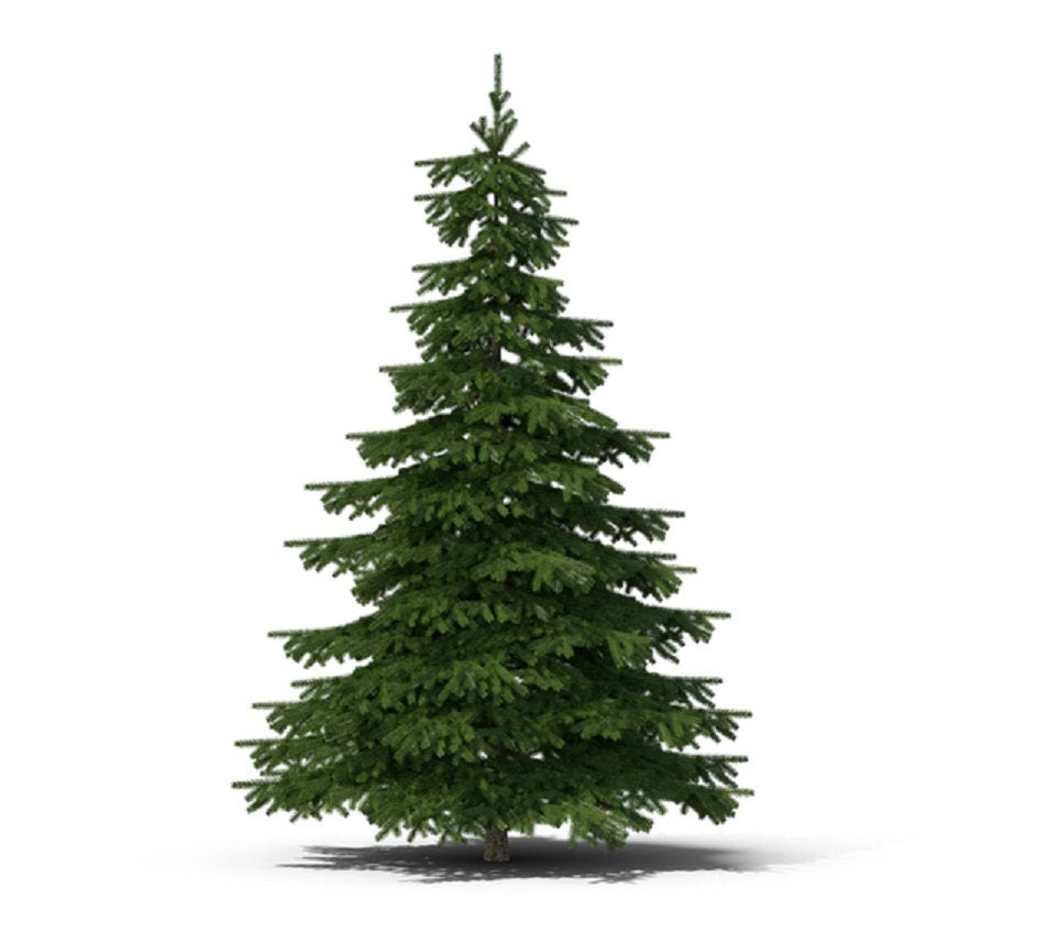 Christmas Tree Seeds for Planting - 25 Seeds - Balsam Fir (Abies balsamea)