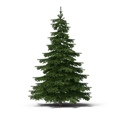 50 Seeds - Balsam Fir (Abies balsamea)