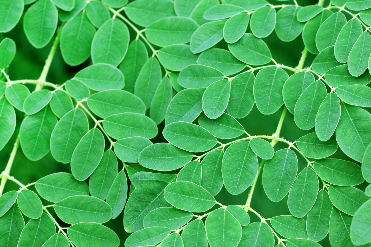 Tree of Life Seeds for Planting - The Moringa Tree - Easy to Grow, Fast Growing Tree