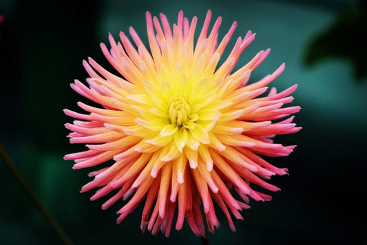 50+ Cactus Dahlia Mixed Color Seeds - Made in USA, Ships from Iowa