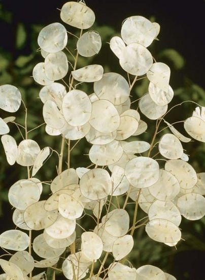 White Money Plant Seeds, 50 Seeds of Lunaria Biennis - Silver Dollar Plant Seeds for Growing - 50 Seeds for Growing