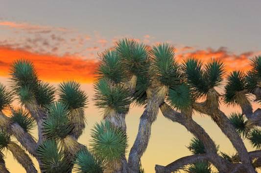 Joshua Tree Bonsai Seeds - 10 Seeds to Grow - Highly Prized Joshua Tree - Made in USA, Ships from Iowa