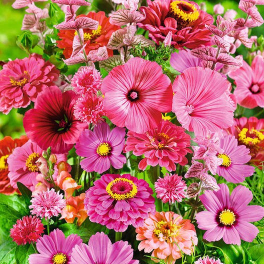 Pink Passion Wildflower Mix - 200+ Seeds - Stunning All Pink Blend