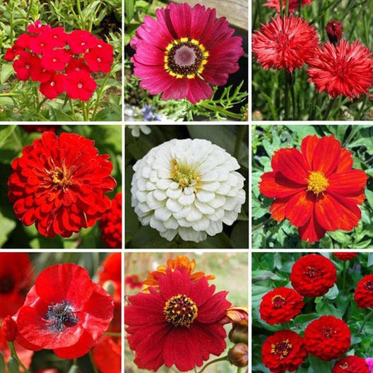 Big Red Wildflower Mix - 200+ Seeds - Stunning All Red Blend of Wildflowers