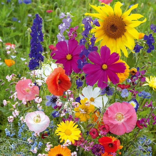 Fairytale Wildflower Mix - 200 Seeds