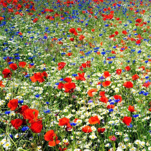 Red, White and Blue Wildflower Mix - 200 Seeds