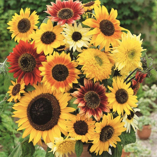 Here Comes The Sun Sunflower Seeds Mix - 200+ Seeds - Made in USA